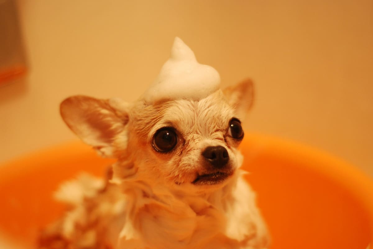 Baño, perro. Fuente: Pexels