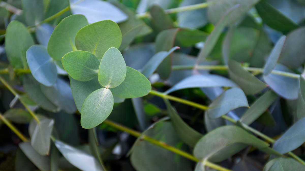 La planta trepadora de rápido crecimiento y fácil cuidado ideal para pérgolas, muros, cercos o balcones
