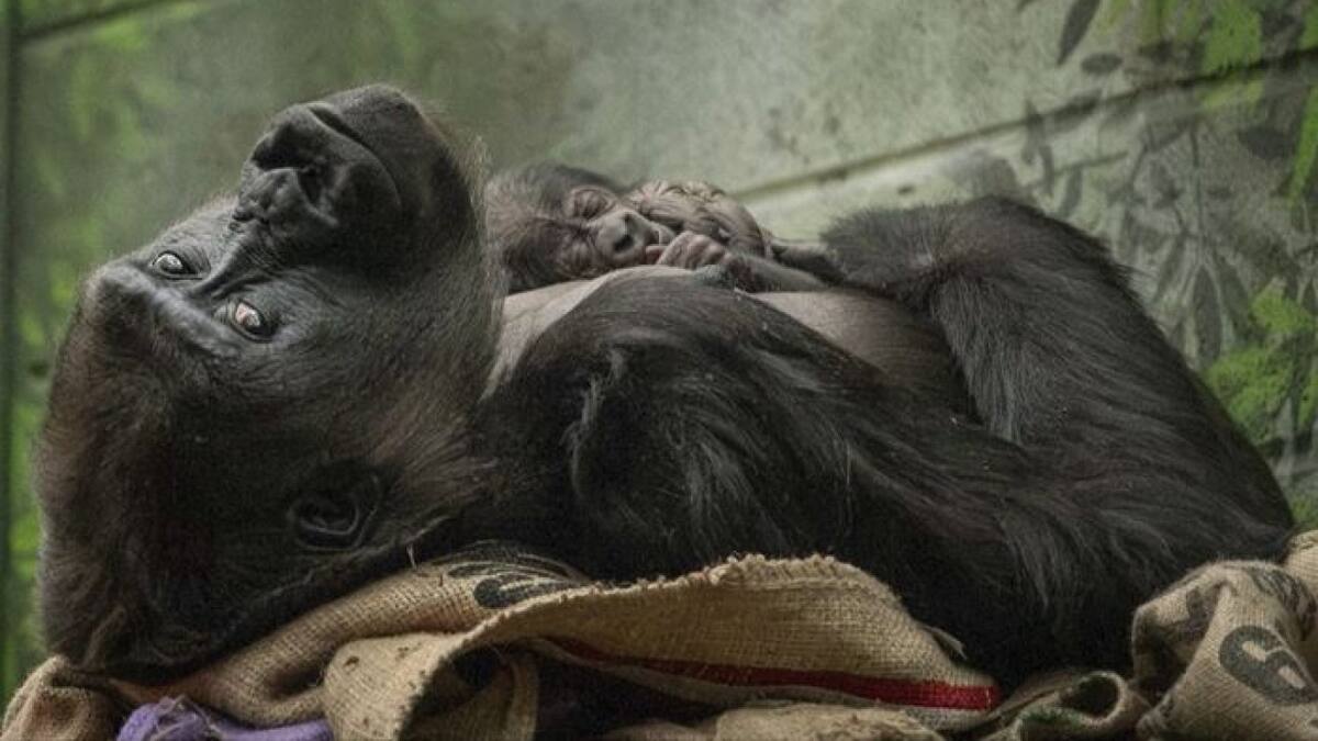 El tierno video de una madre gorila en peligro de extinción cuidando a su bebé