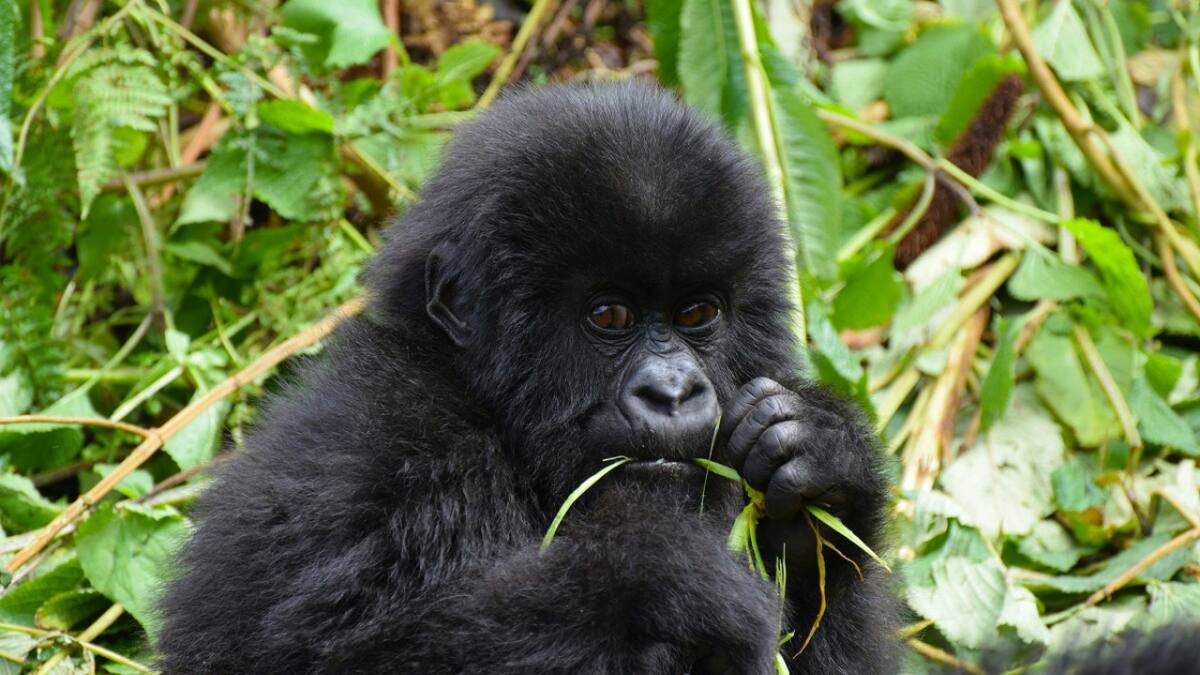 Emocionantes imágenes: rescataron a un bebé gorila que era traficado ilegalmente desde Nigeria a Tailandia
