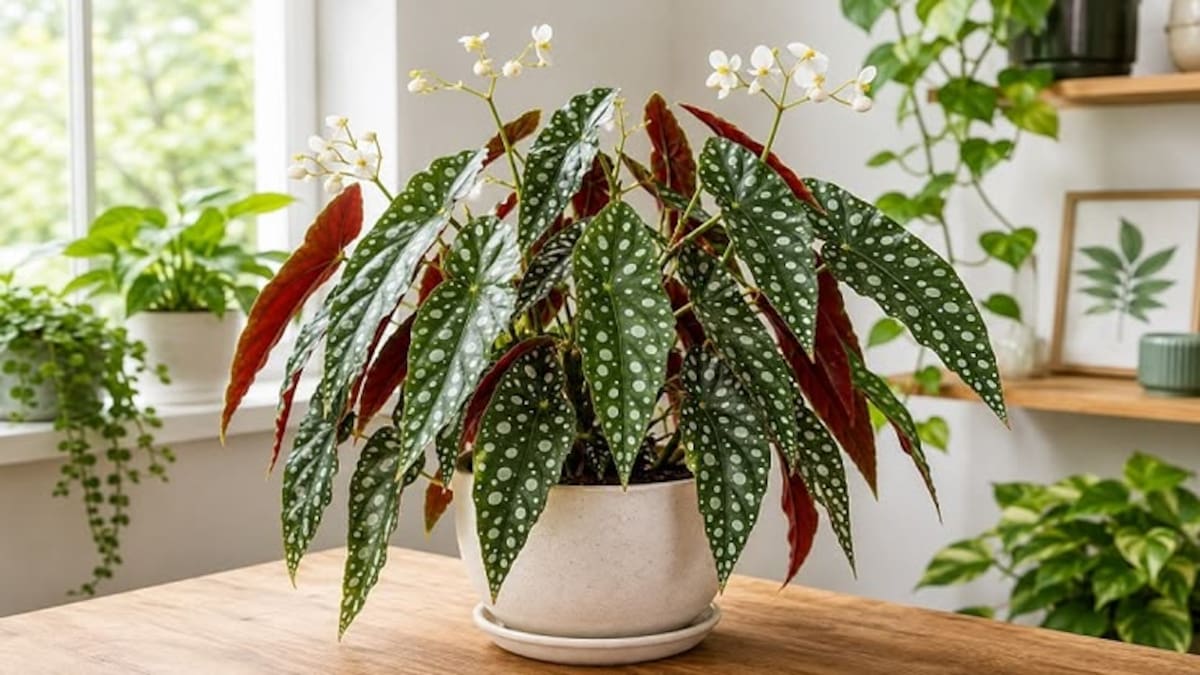 Guía práctica para cuidar la begonia maculata: una planta delicada no apta para principiantes