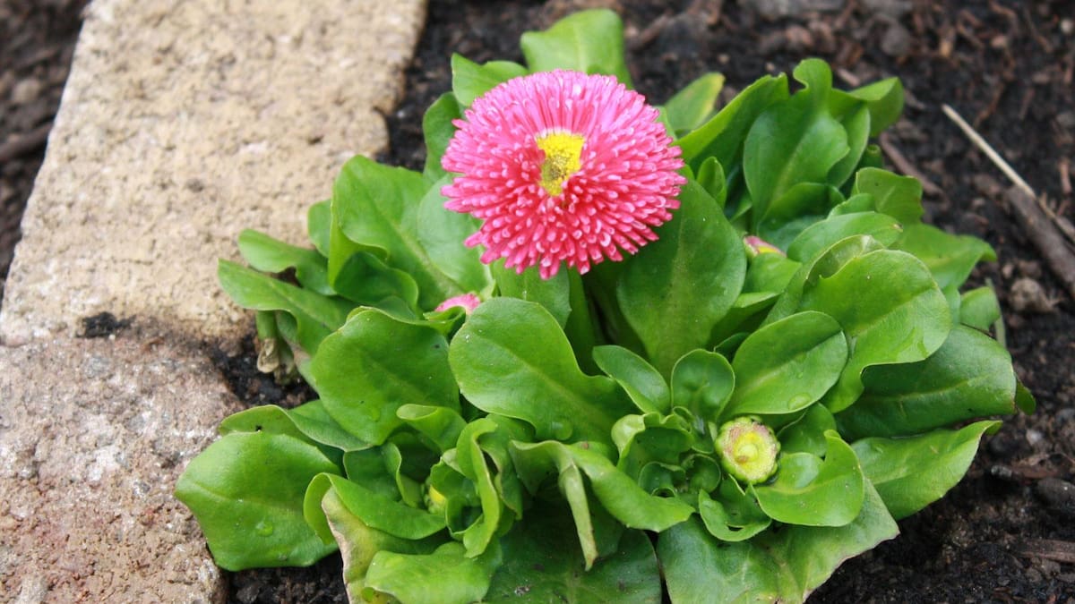 Guía completa de la bellis: cómo cultivar y cuidar la chirivita de invierno