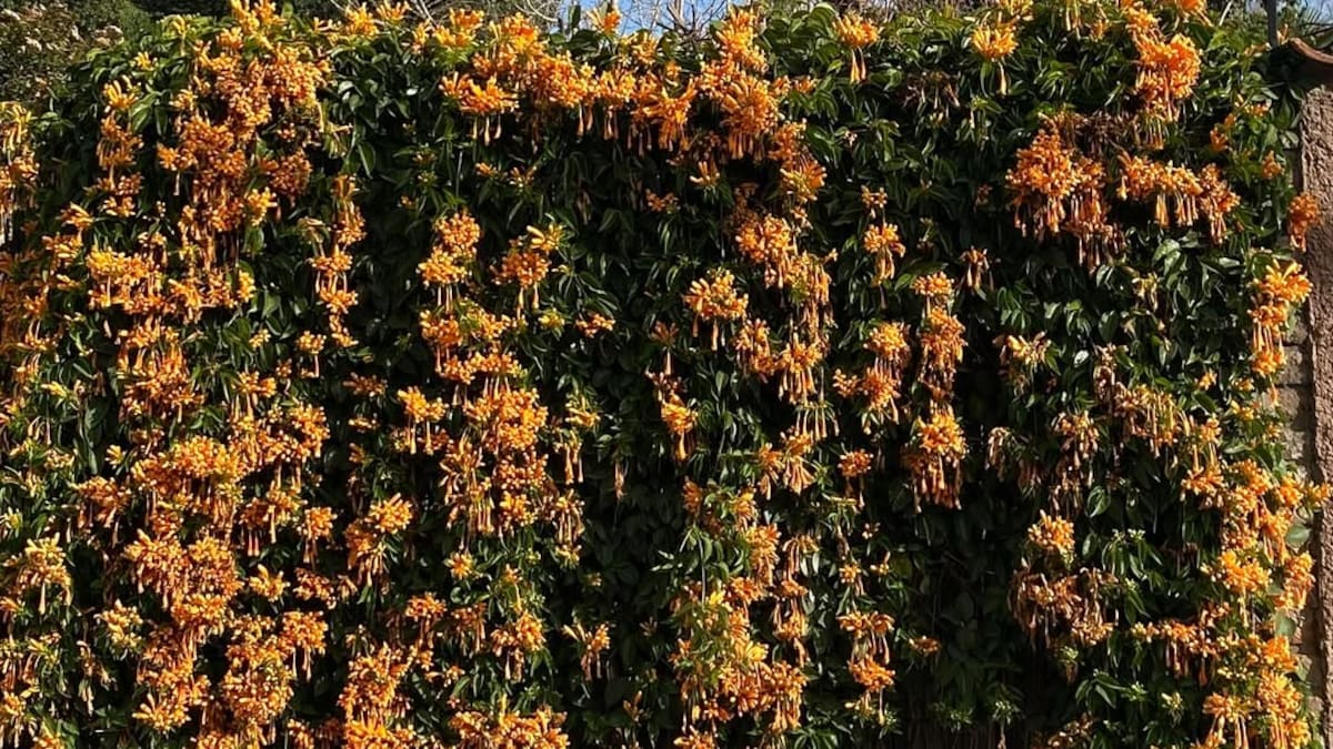 Bignonia anaranjada.