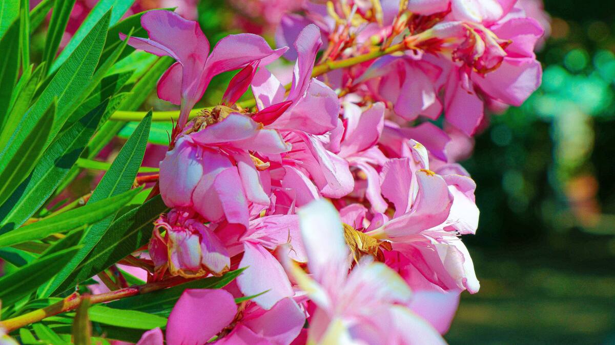 Bignonia, flor. Foto: Freepik.
