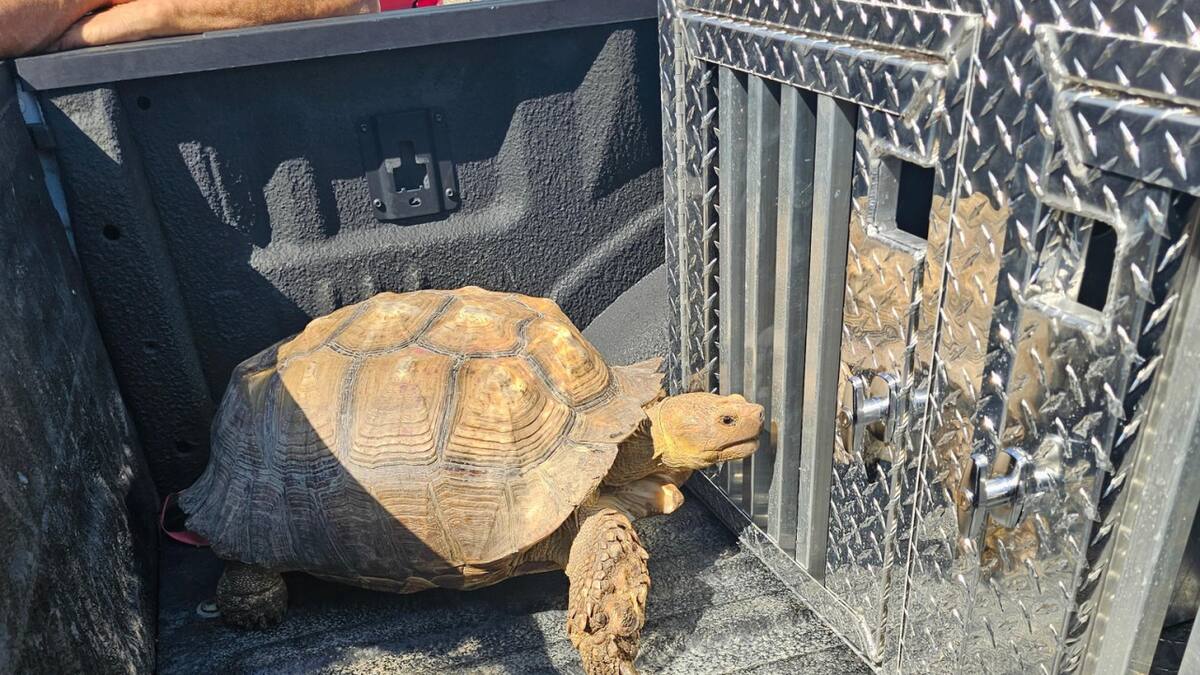 Biscuit, la tortuga que escapó de casa. Foto: Facebook/ Parish Animal Shelter