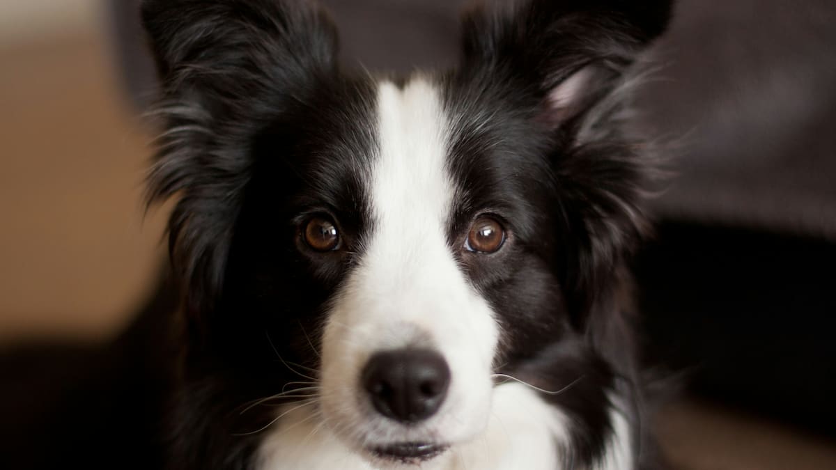 Los veterinarios coinciden sobre el Border Collie: “No alcanza con sacarlo a caminar, también necesita desafíos mentales”