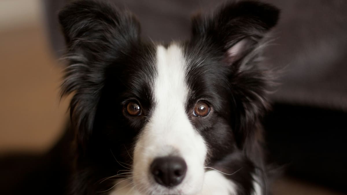 Veterinario advierte sobre el Border Collie: “No recomiendo tenerlo en casa con niños porque puede estresarse”