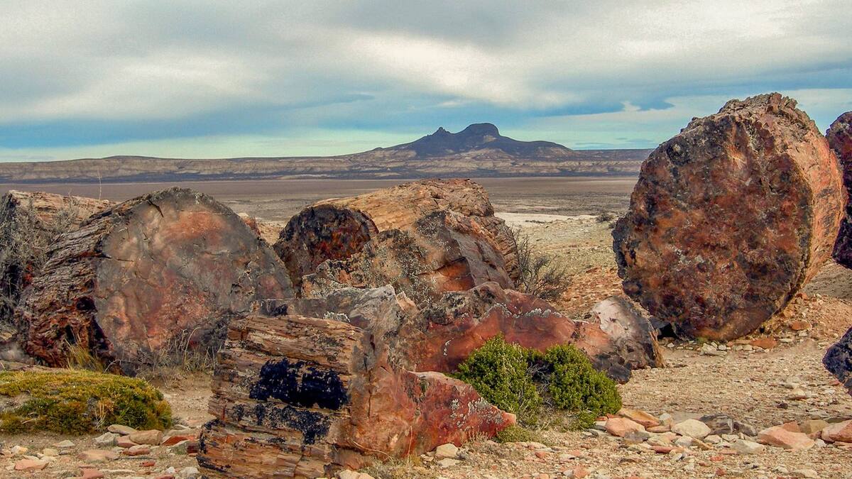 El Monumento Natural Bosques Petrificados de Jaramillo