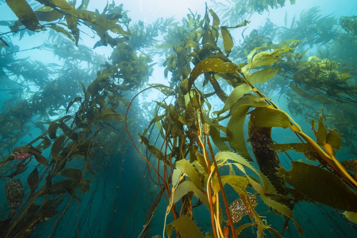 Bosques de algas gigantes en Latinoamérica. Foto: Fundación Rewilding Chile.