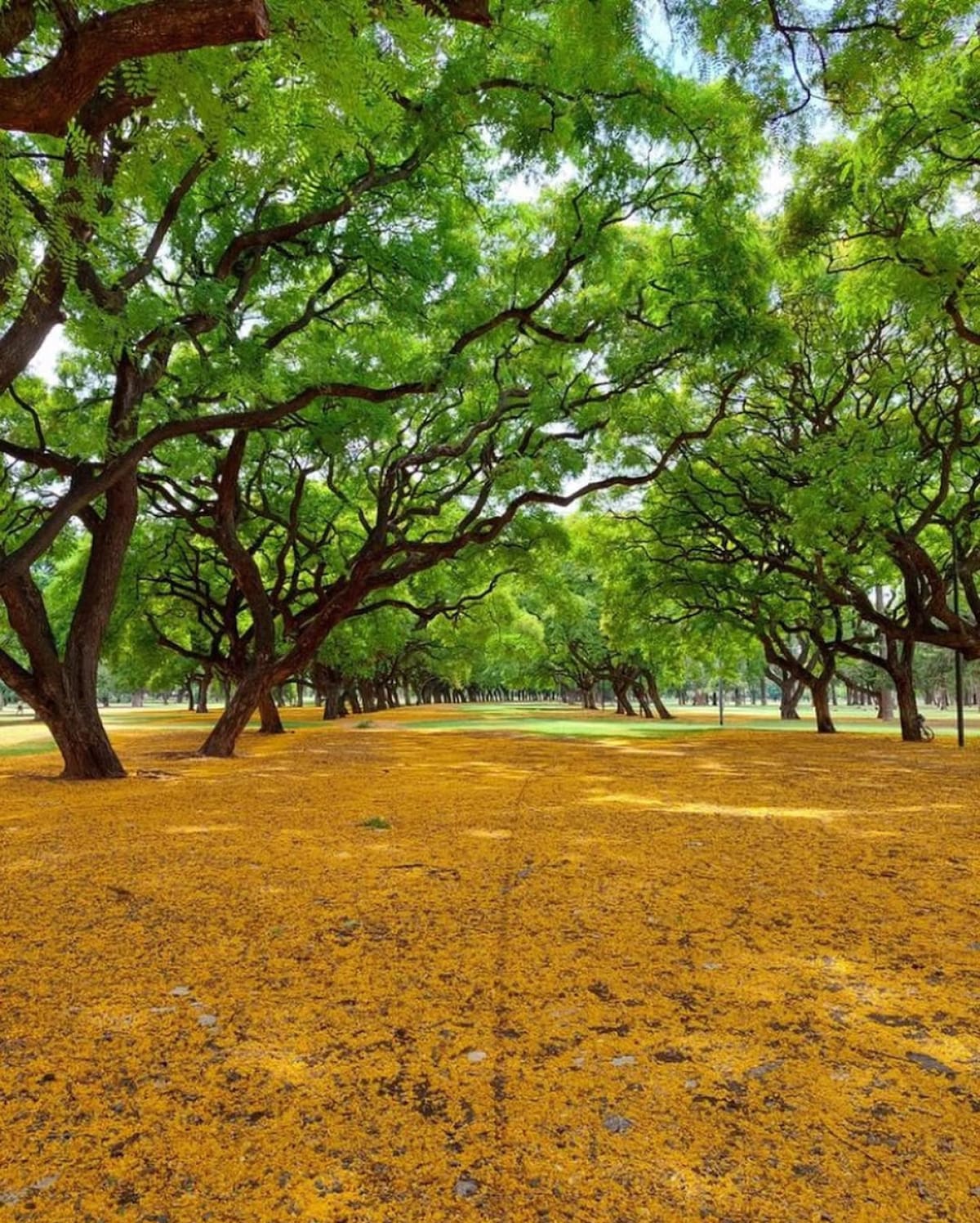 Bosques de Palermo. Foto Instagram @as.arvores.somos.nozes