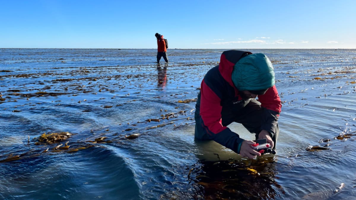 Un ecosistema que aparece y desaparece: qué son los “bosques fantasmas” de Tierra del Fuego y por qué intrigan a los científicos