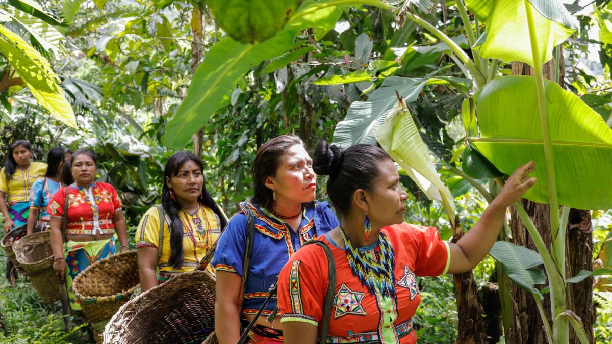 Bosques. Festival Internacional de Cine Ambiental. Foto: Prensa