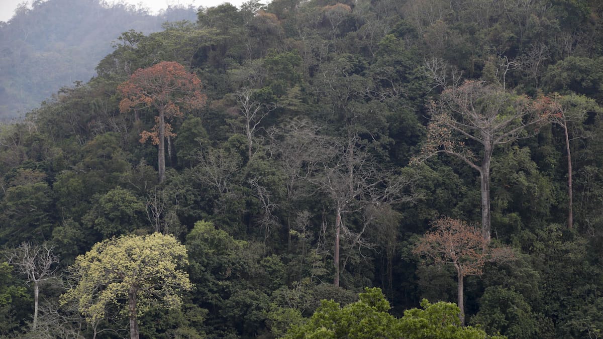 Bosques. Foto: EFE.
