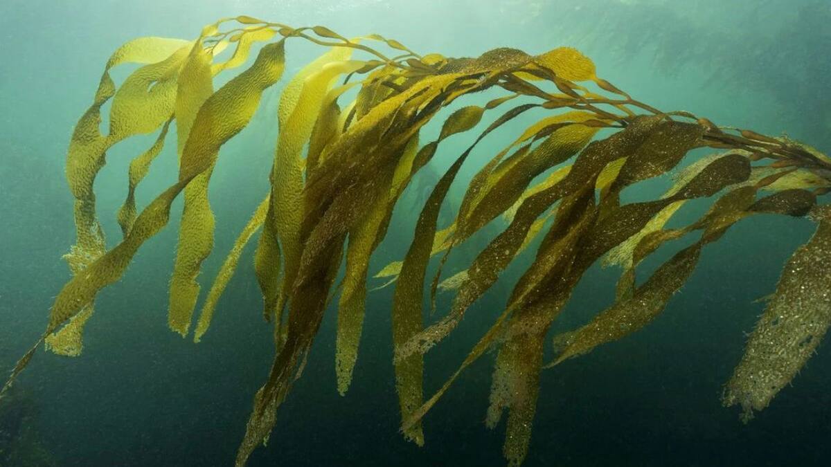 Bosques marinos. Foto: @laggercristian