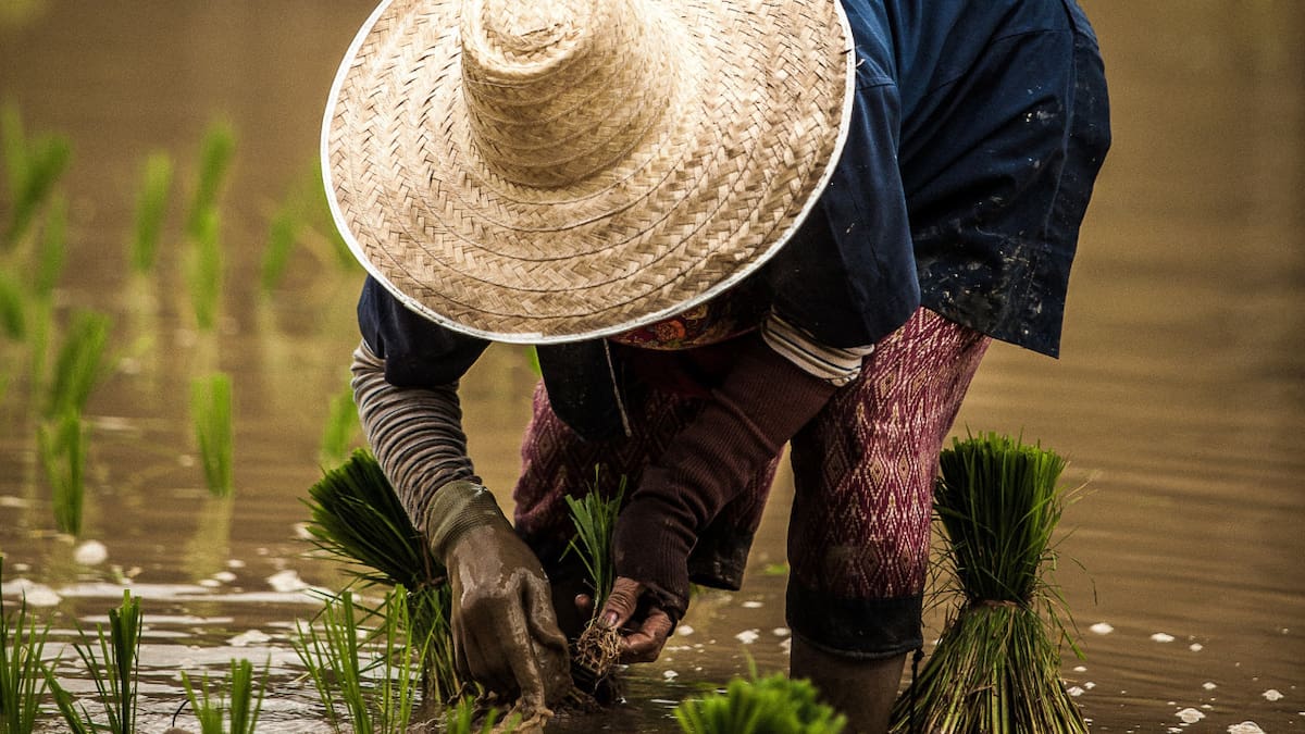 Brasil prevé un descenso del 2,8 % en su cosecha de 2024 por los impactos del clima. Foto: Unsplash