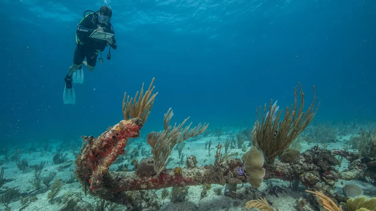 No tiene habitantes permanentes, pero es ideal para practicar snorkel y nadar con tortugas: así el jardín marino que fascinó a John F. Kennedy