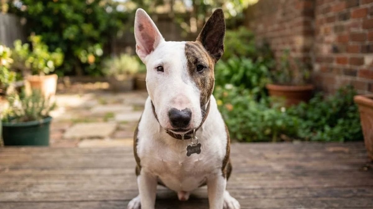 Una veterinaria explica cómo es el Bull Terrier: “Conocí muchos Bull Terriers y la mayoría fueron increíblemente amigables, con solo uno o dos que mostraron algún comportamiento desafiante”