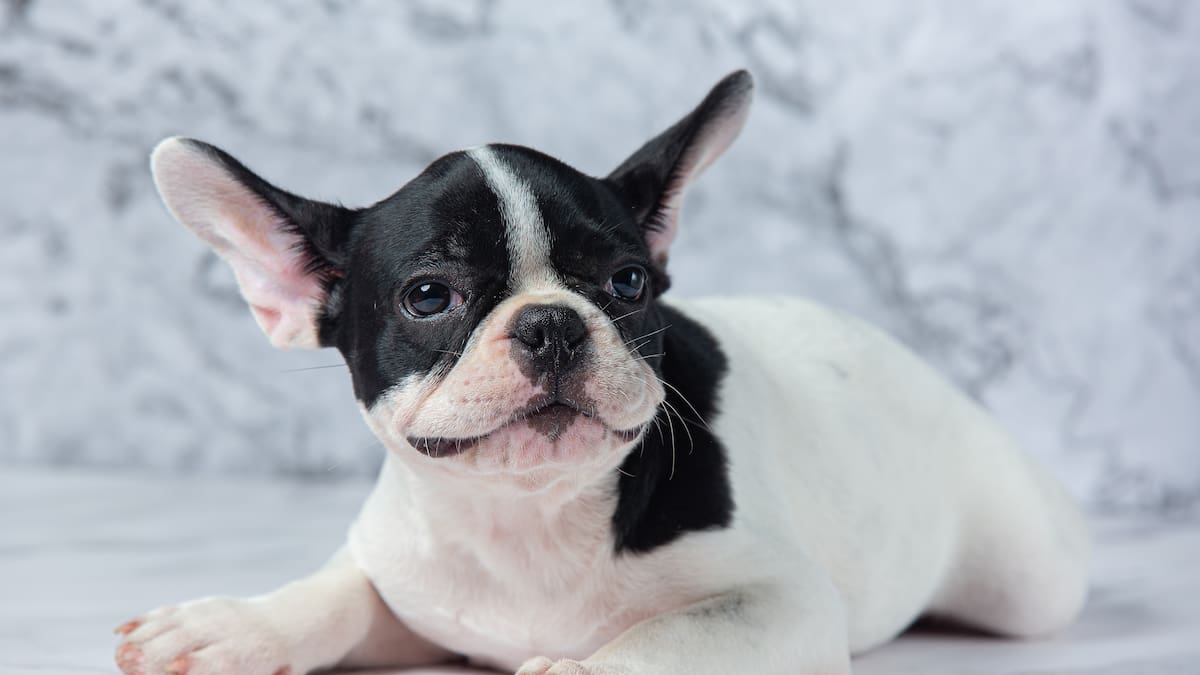 Las razas de perros que más sufren los cambios genéticos, como por ejemplo el bulldog francés.