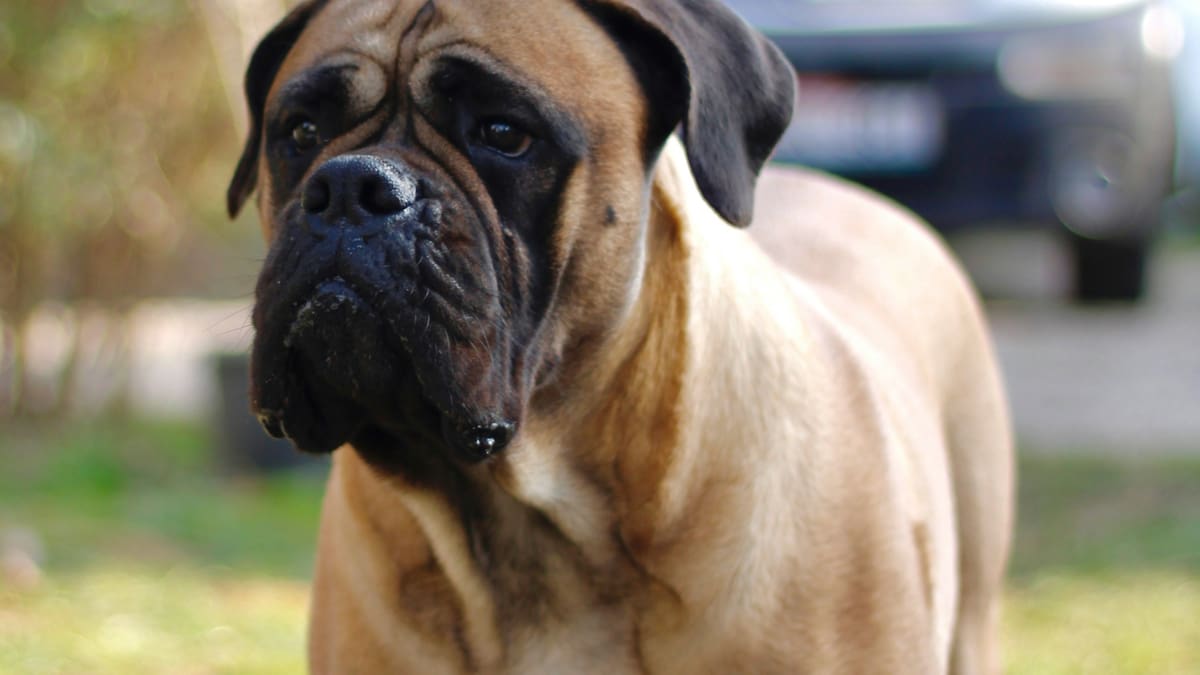 Las razas de perro más elegidas para mantener la casa segura.
