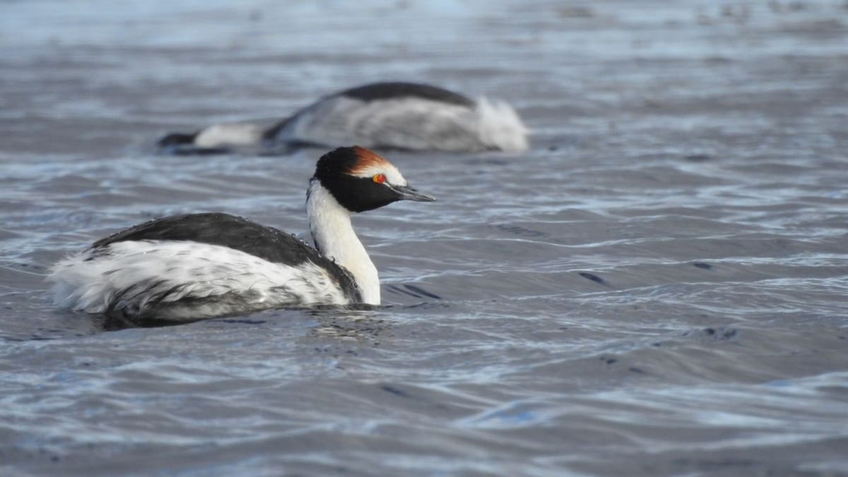 Buscan voluntarios de toda Latinoamérica para salvar a una de las aves más amenazadas de Argentina: requisitos y cómo postularse