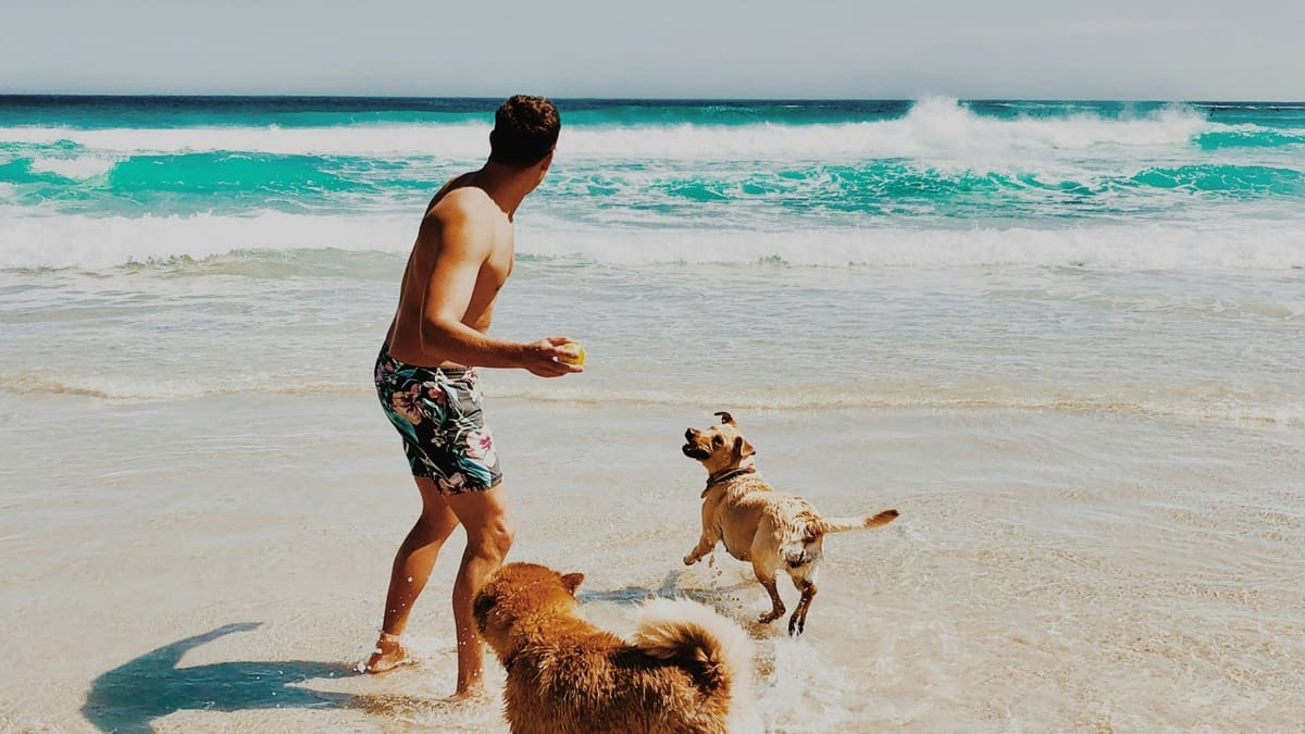 Buscan voluntarios para cuidar perros en islas europeas: ofrecen alojamiento gratis en un entorno paradisíaco