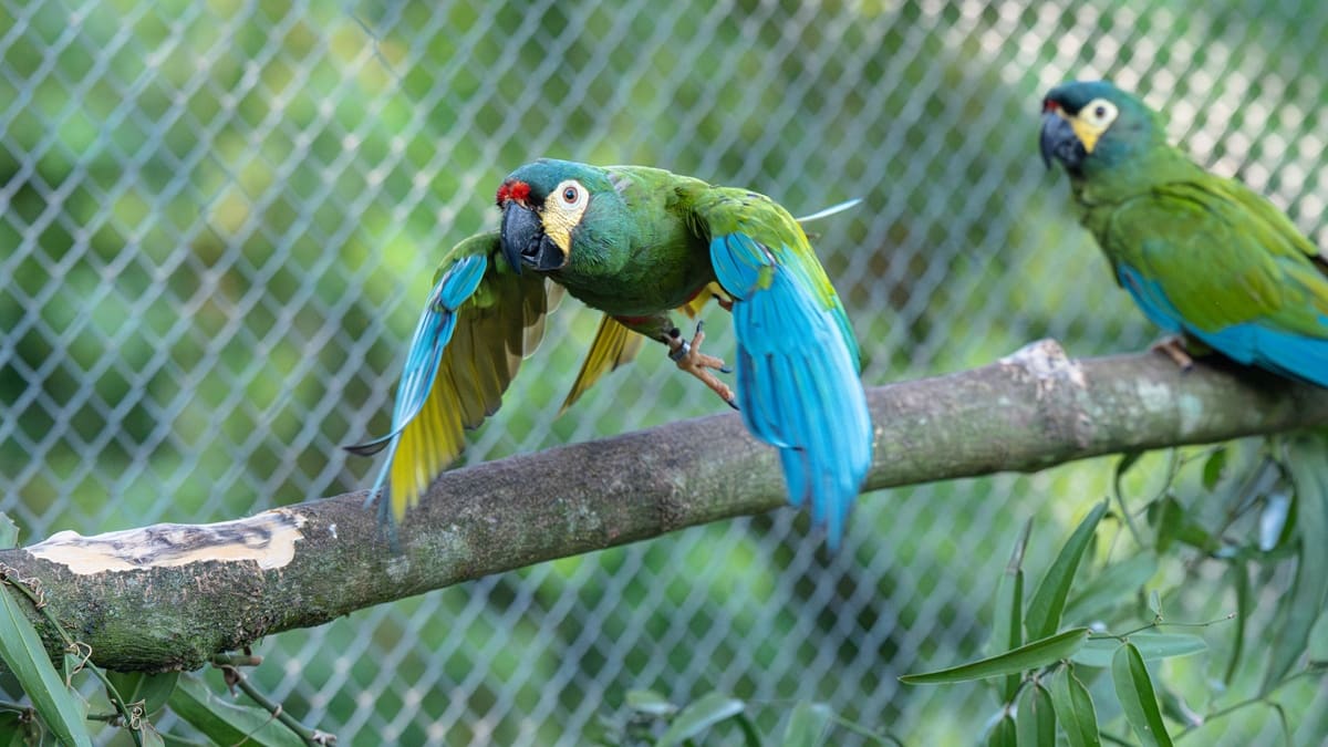 Buscan voluntarios para reintroducir a un loro extinto en la selva misionera: ofrecen comida, alojamiento y seguro