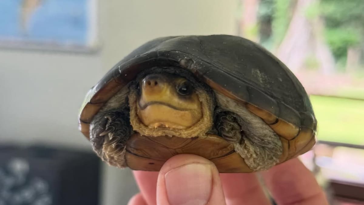 Buscan voluntarios para el cuidado de tortugas marinas amenazadas: ofrecen alojamiento y 3 comidas diarias en una playa de Costa Rica