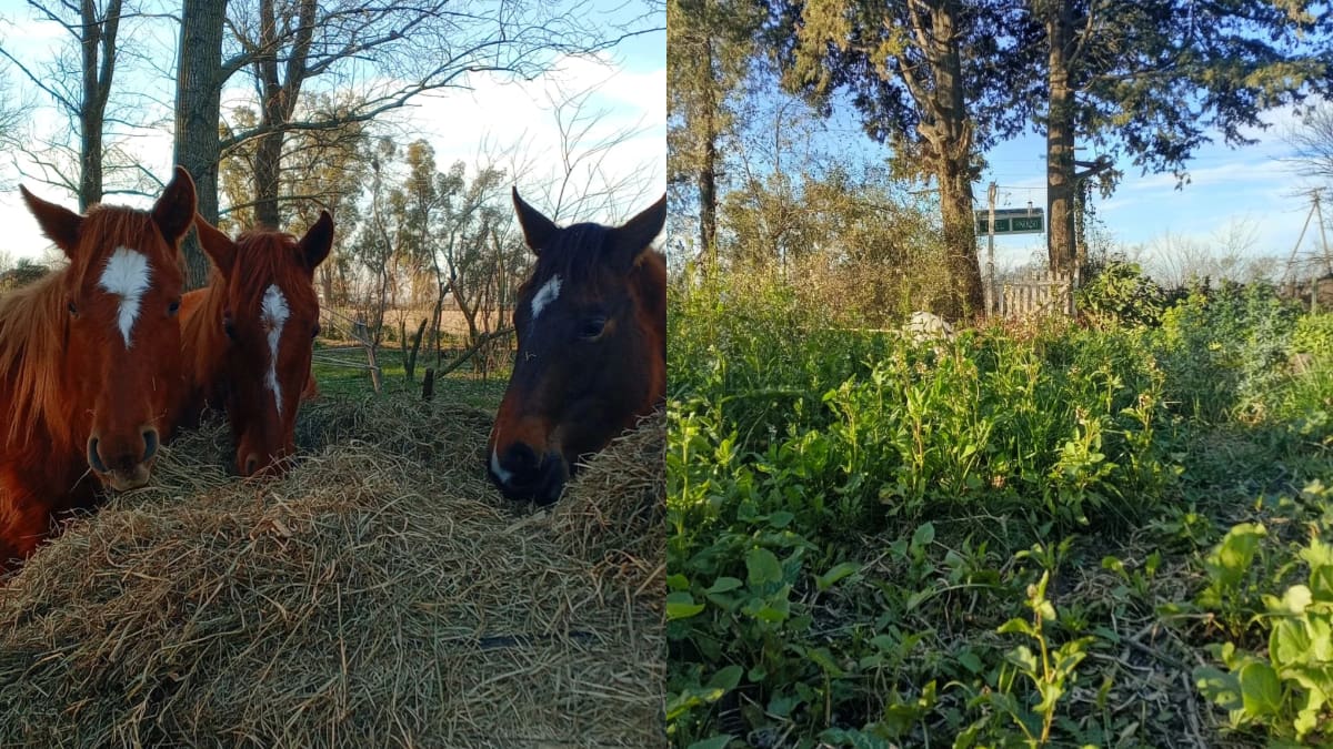 Buscan voluntarios para vivir en un refugio natural de Buenos Aires: ofrecen alojamiento, comida y formación en agroecología
