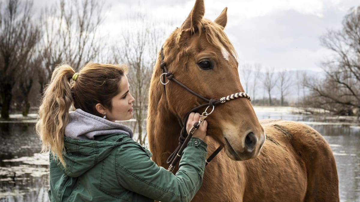 Qué son las "constelaciones con caballos", la práctica que ayuda a las personas a entender sus emociones