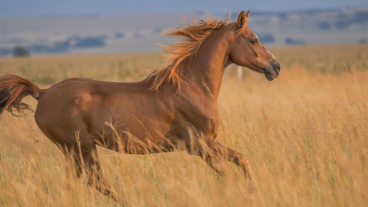 Caballo. Foto: Unsplash.