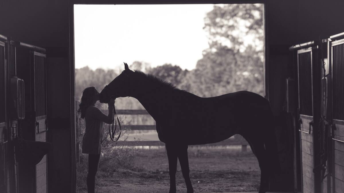 Caballo, imagen ilustrativa. Foto: Unsplash.