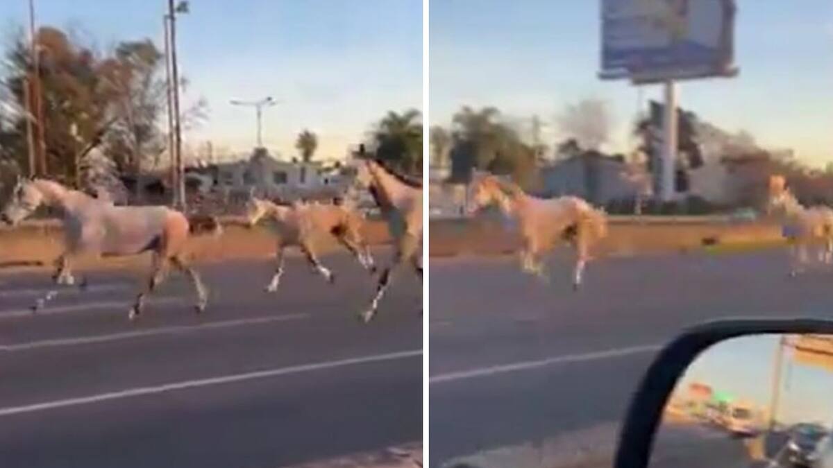Caballos en la autopista Panamericana. Foto: captura de video.