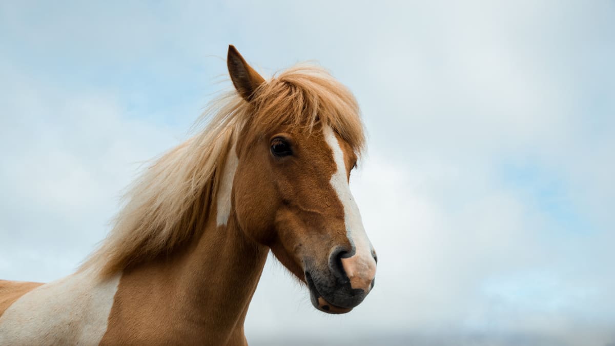 Caballos. Unsplash