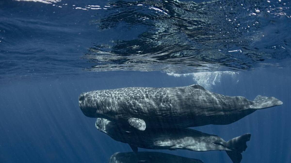 Cachalote. Foto: X
