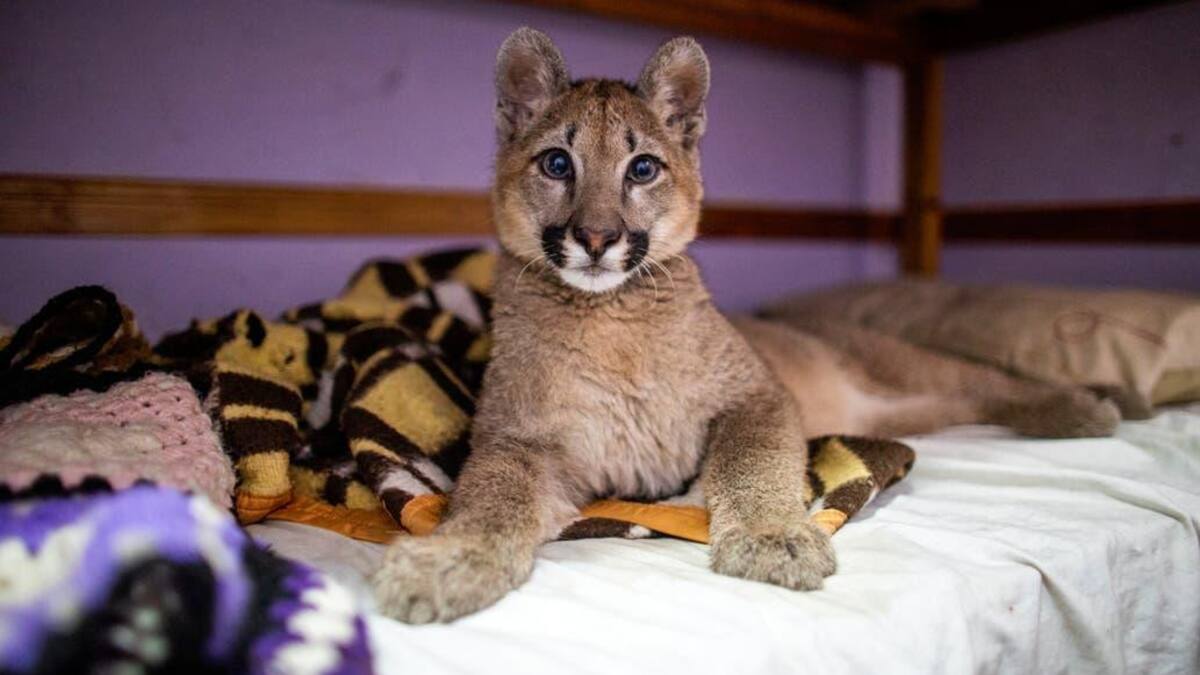 Cachorro puma, Mataderos