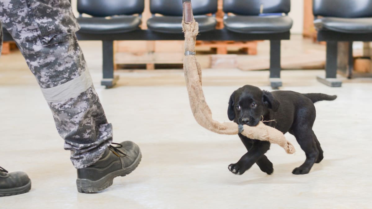 Cachorros de la Aduana comenzaron con actividades de entrenamiento. Foto: AFIP
