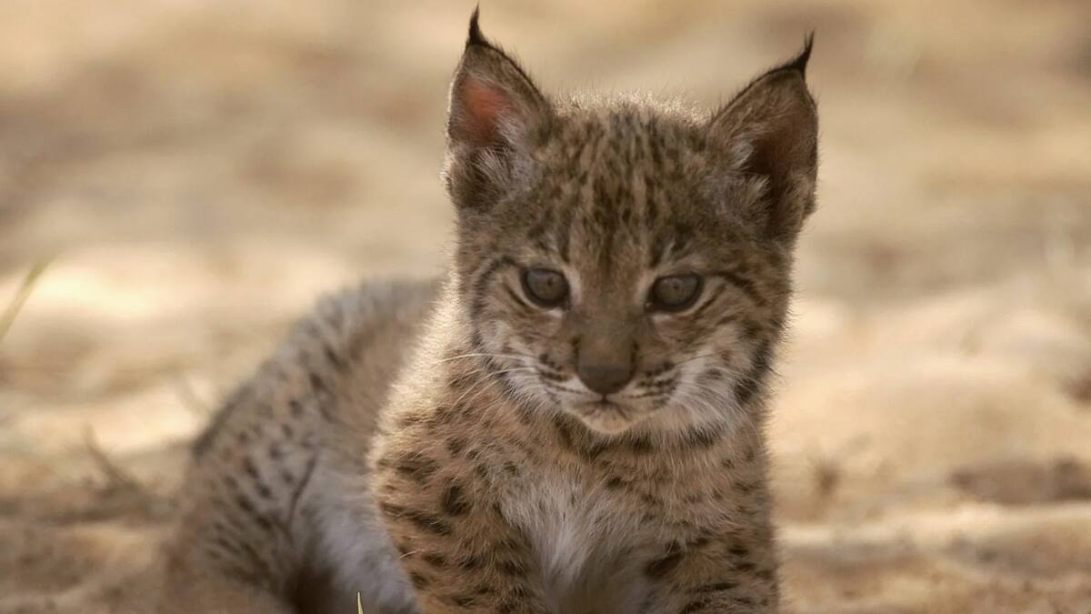 Increíble hito en la recuperación de las especies: nacieron cuatro cachorros de lince ibérico en libertad