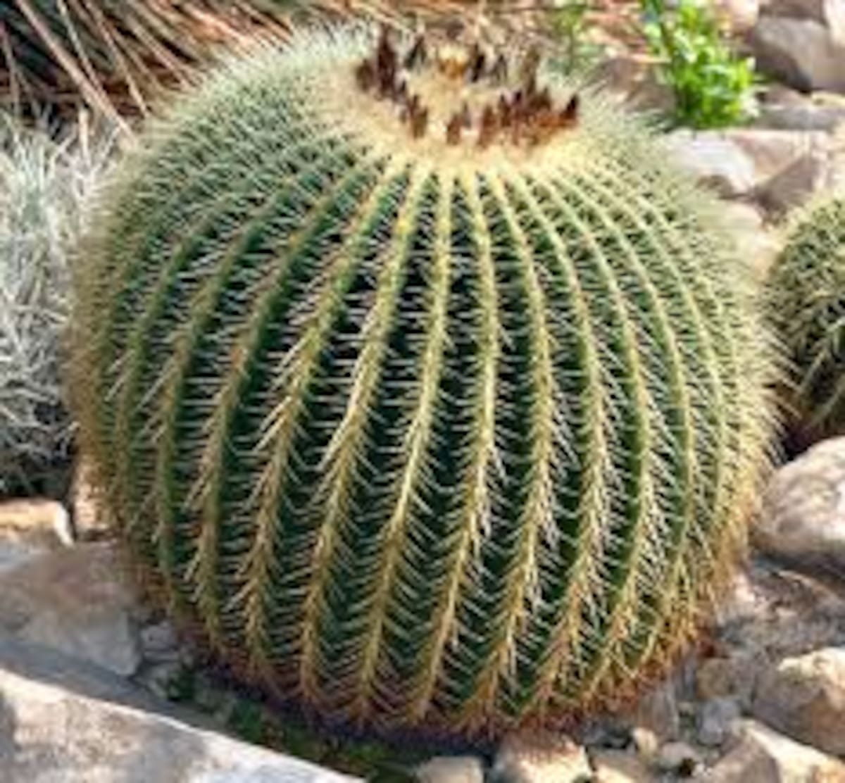 Los cactus combinan estética y bajo mantenimiento, convirtiéndose en protagonistas de la decoración interior.