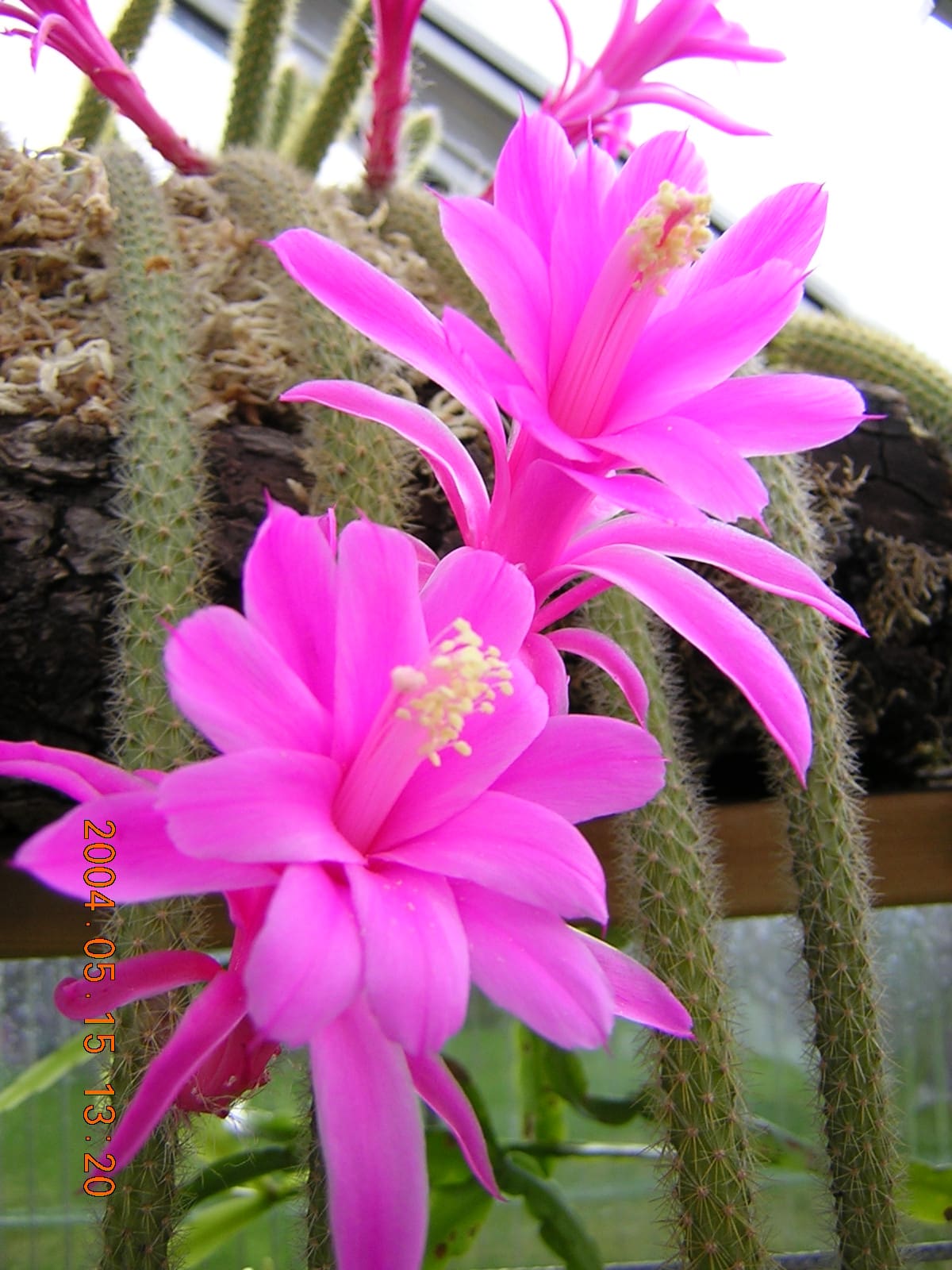 Los cactus combinan estética y bajo mantenimiento, convirtiéndose en protagonistas de la decoración interior.