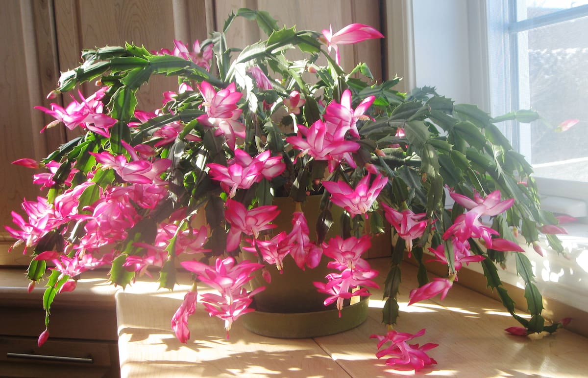 Los cactus combinan estética y bajo mantenimiento, convirtiéndose en protagonistas de la decoración interior.
