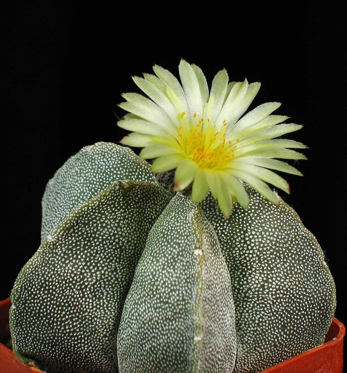 Los cactus combinan estética y bajo mantenimiento, convirtiéndose en protagonistas de la decoración interior.