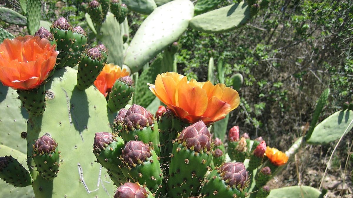 Guía rápida y sencilla del cactus nopal: cómo cuidarla para lograr una planta repleta de flores