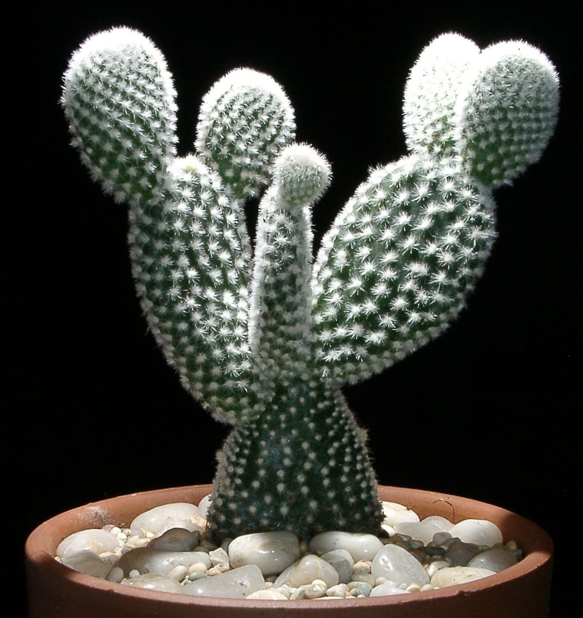 Los cactus combinan estética y bajo mantenimiento, convirtiéndose en protagonistas de la decoración interior.