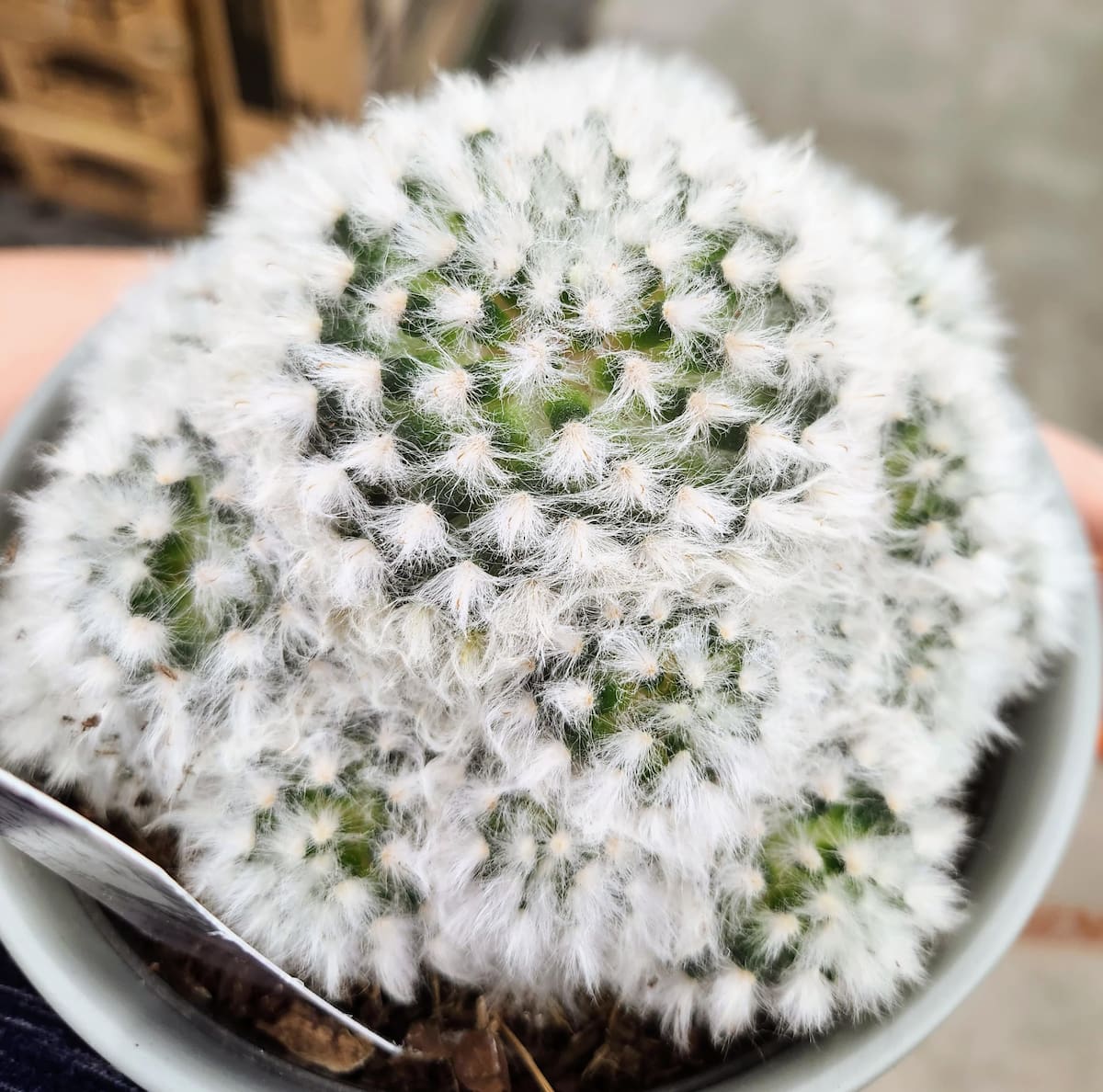 Los cactus combinan estética y bajo mantenimiento, convirtiéndose en protagonistas de la decoración interior.