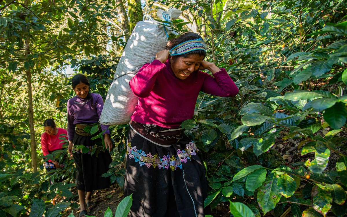 Cafetaleros del sur de México pierden hasta el 30 % de sus cosechas por crisis climática. Foto: EFE