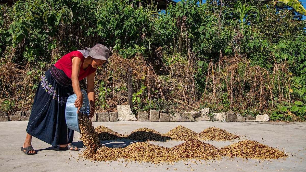 Cafetaleros del sur de México pierden hasta el 30 % de sus cosechas por crisis climática. Foto: EFE