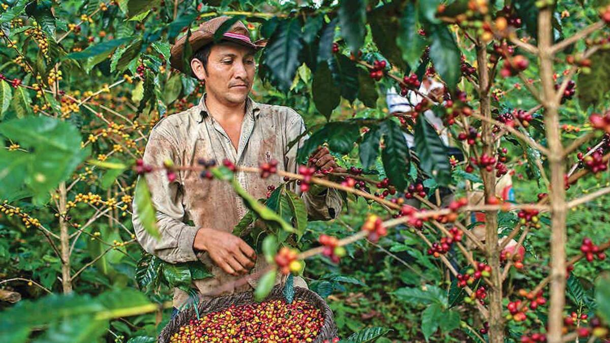 Cafeteros colombianos - Productores