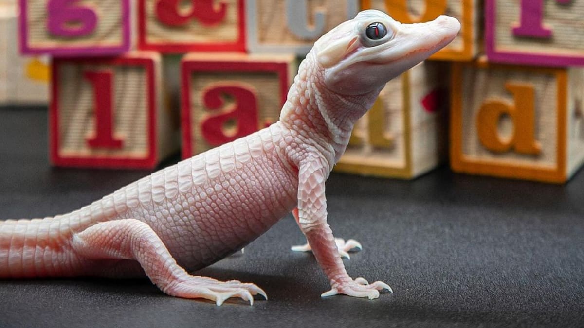 Caimán blanco nacido en Florida, Estados Unidos. Foto: Instagram/@gatorland_orlando