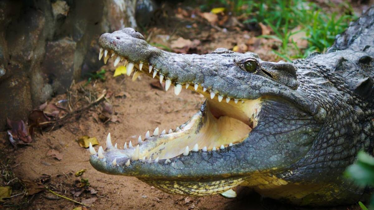 Caiman. Foto: unplash.