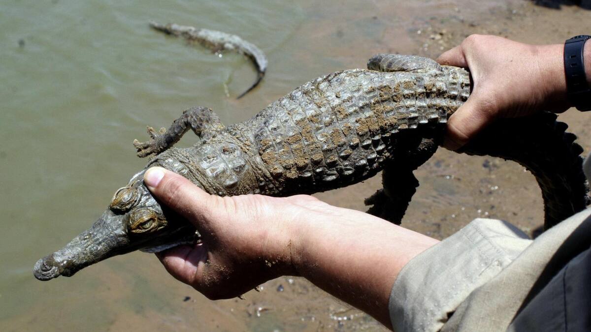 Caimanes del Orinoco. Foto: EFE